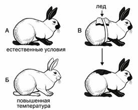 Какой «Признак живых систем» изображен на рисунке?